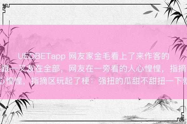 UEDBETapp 网友家金毛看上了来作客的一又友，不顾粗俗抓意要跟一又友在全部，网友在一旁看的人心惶惶，指摘区玩起了梗：强扭的瓜甜不甜扭一下就知说念了…
